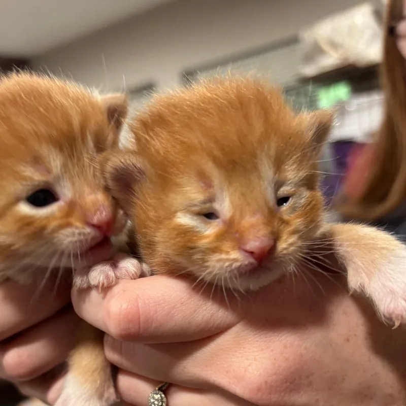 A baby small-sized female Orange / Red Domestic Medium Hair cat named Kaia for adoption in Katy, TX