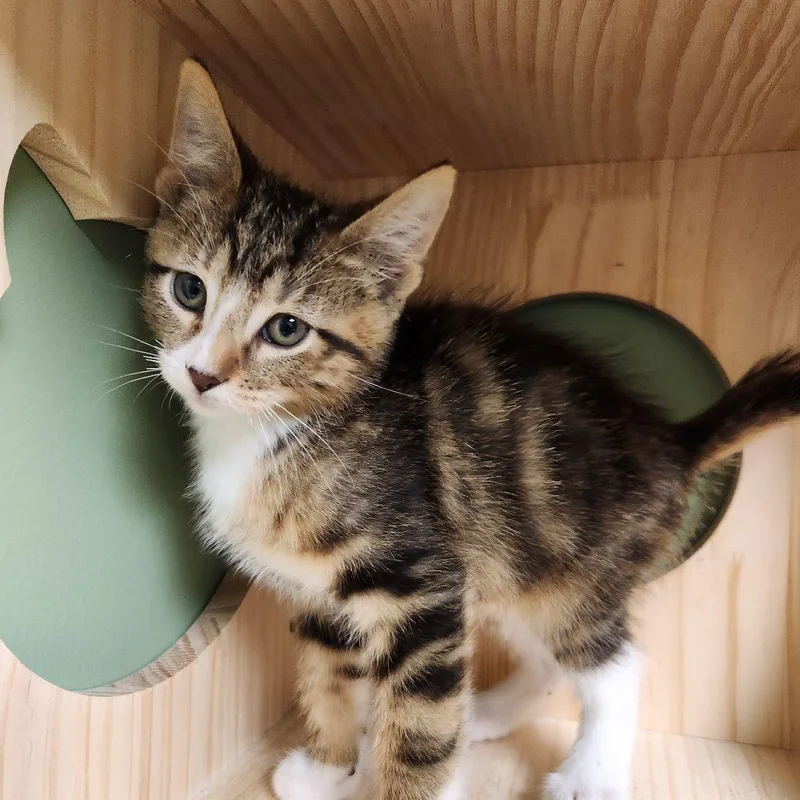 A baby medium-sized female Domestic Medium Hair cat named Plankton for adoption in Liberty, MO