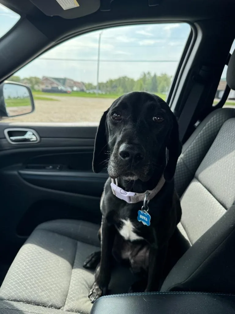 A young medium-sized female Labrador Retriever dog named Nova for adoption in Indianola, IA