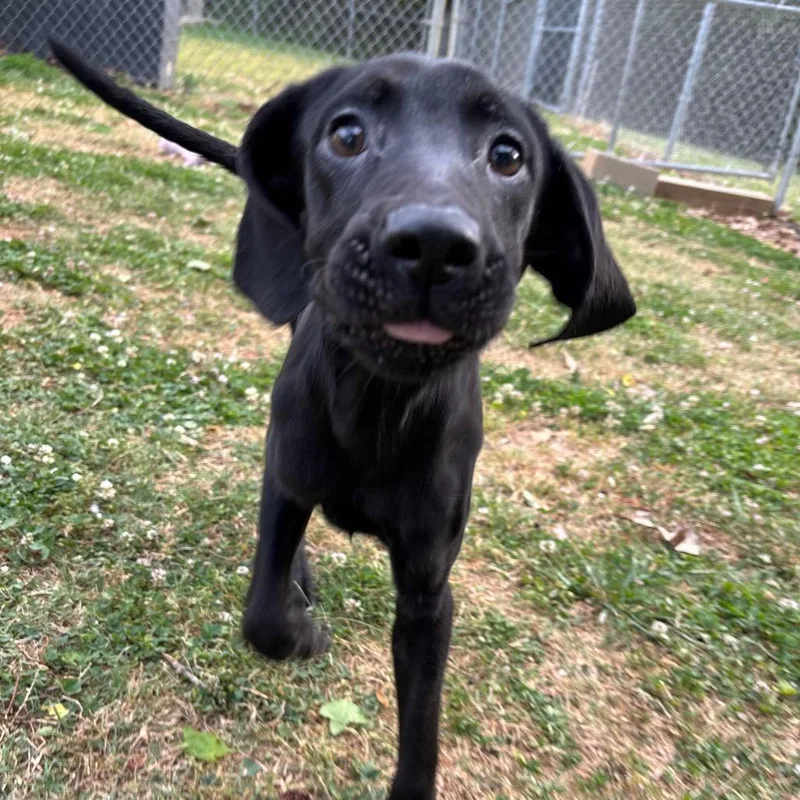 A baby small-sized female Black Black Labrador Retriever dog named Jade for adoption in Roxboro, NC