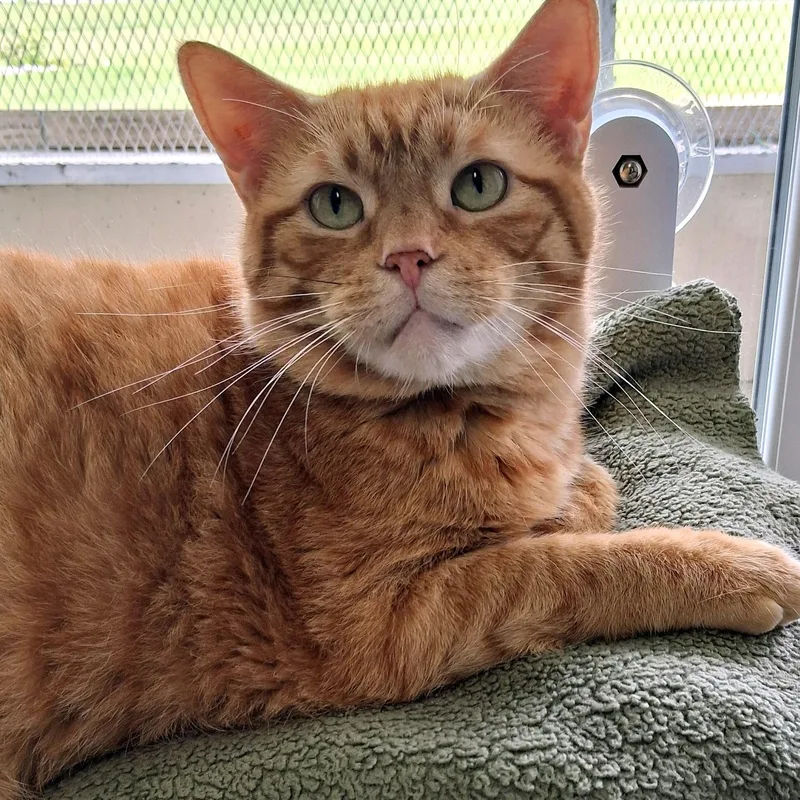 An adult medium-sized male Orange / Red Domestic Short Hair cat named Bobby for adoption in Belmont, NY