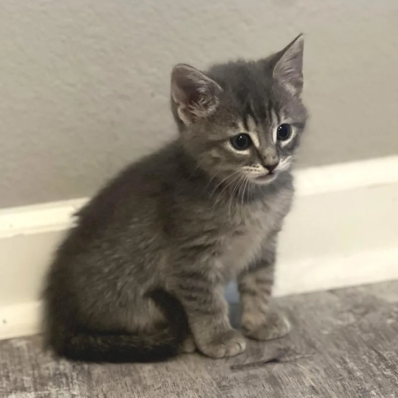 A baby small-sized male Gray / Blue / Silver Domestic Short Hair cat named Reginald for adoption in Cabot, AR