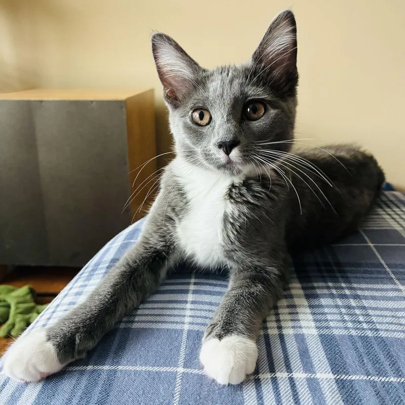 A baby small-sized female Domestic Medium Hair cat named Azula for adoption in Marietta, GA
