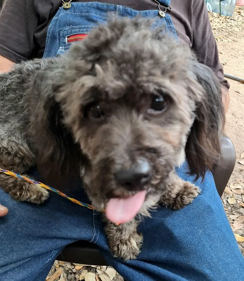 An adult small-sized male Black Poodle dog named Daxton Wat for adoption in Missouri City, TX