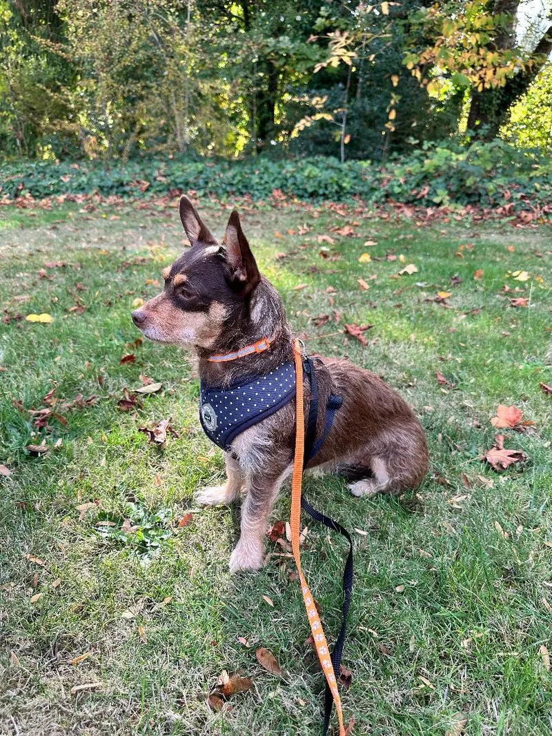 An adult small-sized female Chihuahua dog named Ellie for adoption in Amity, OR