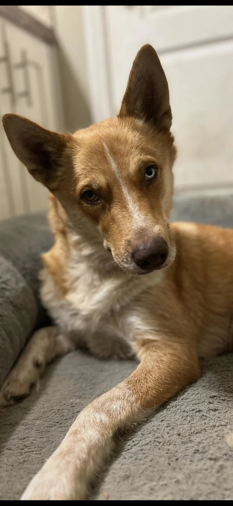 Cindy Lou thumbnail 2