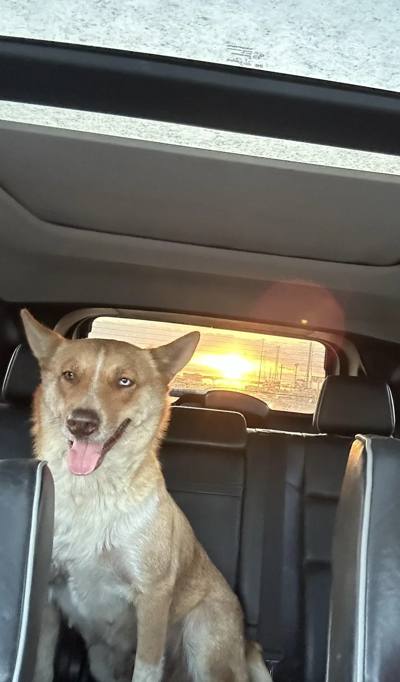 Cindy Lou thumbnail 3