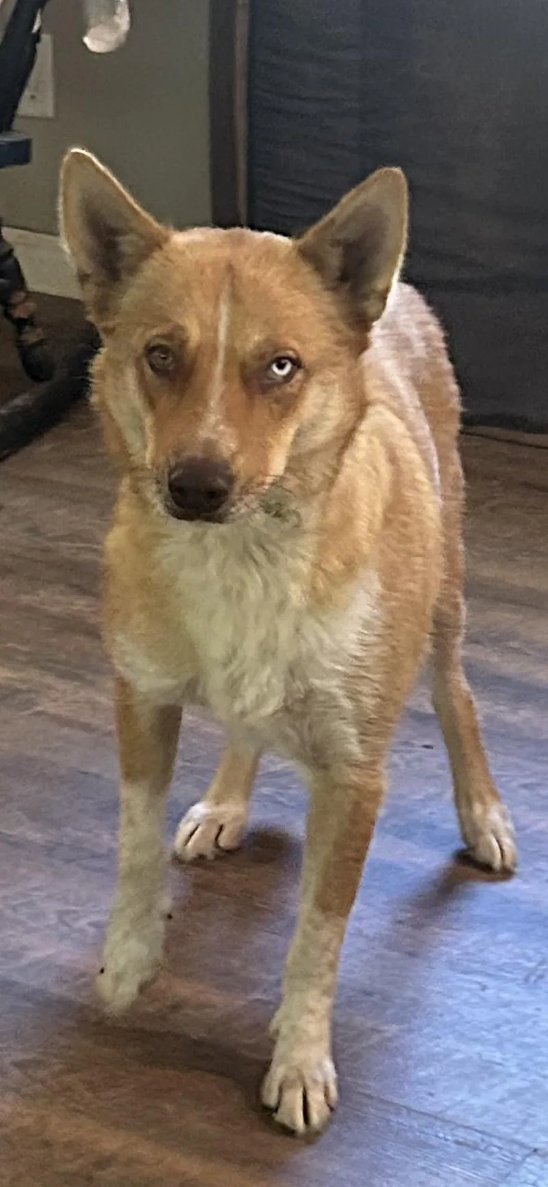 Cindy Lou thumbnail 4