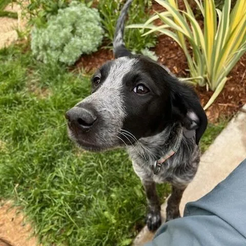 A baby small-sized female Black Cattle Dog dog named Treble for adoption in Madison, WI