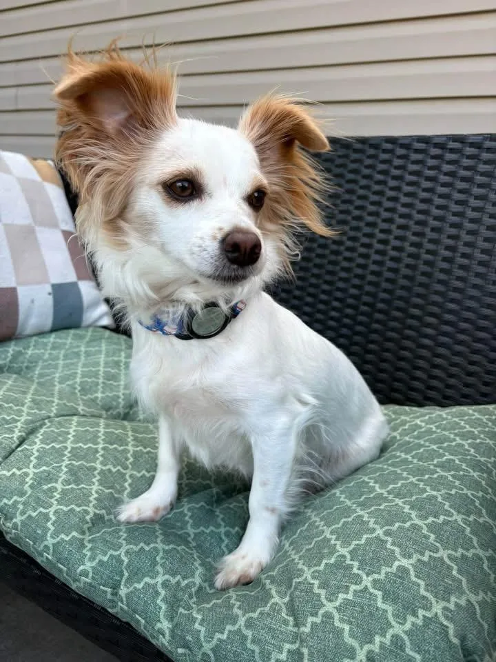 A young small-sized female Apricot / Beige Papillon dog named Charlie for adoption in Avondale, PA