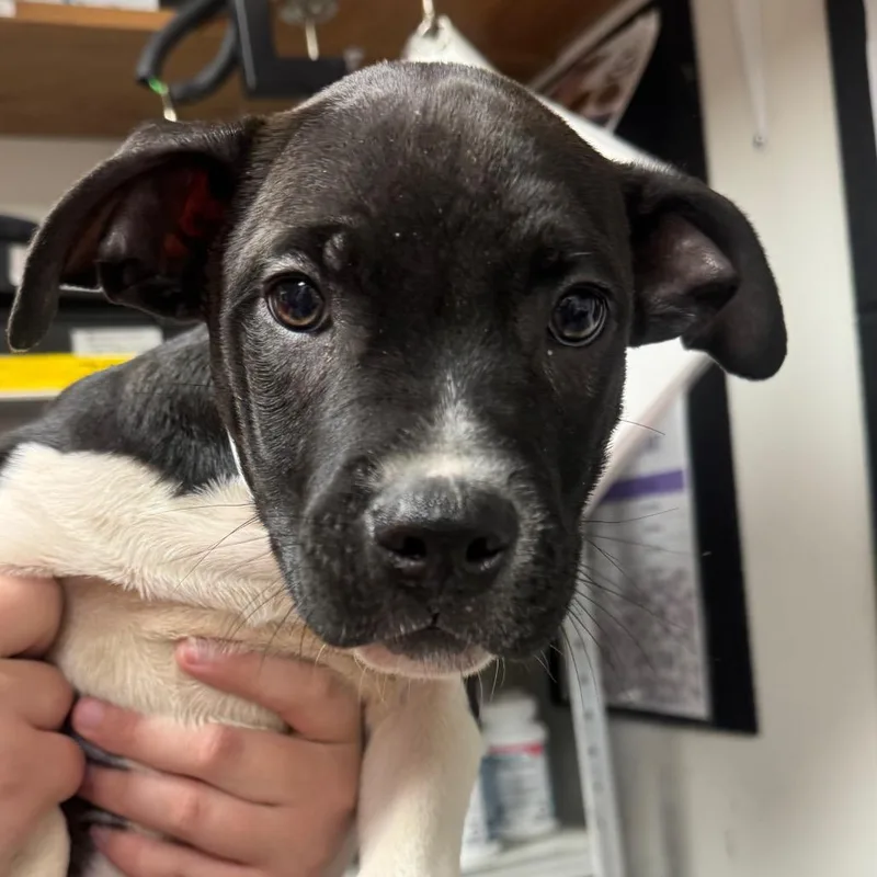A baby small-sized male Black Pit Bull Terrier dog named Cliff for adoption in Birmingham, AL