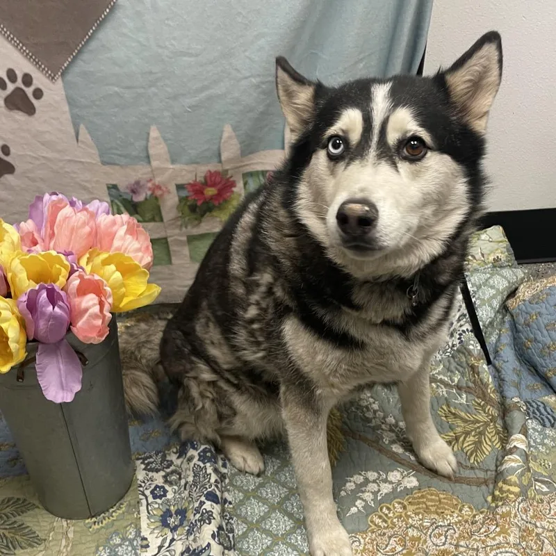 An adult large-sized male Black Husky dog named Prince for adoption in Henderson, NV