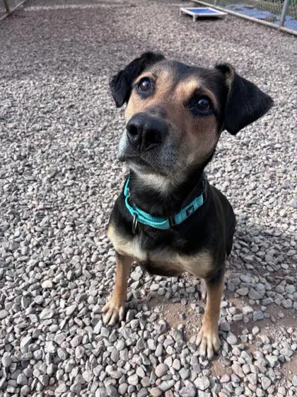 An adult medium-sized female Mixed Breed dog named Harley for adoption in Bloomsburg, PA