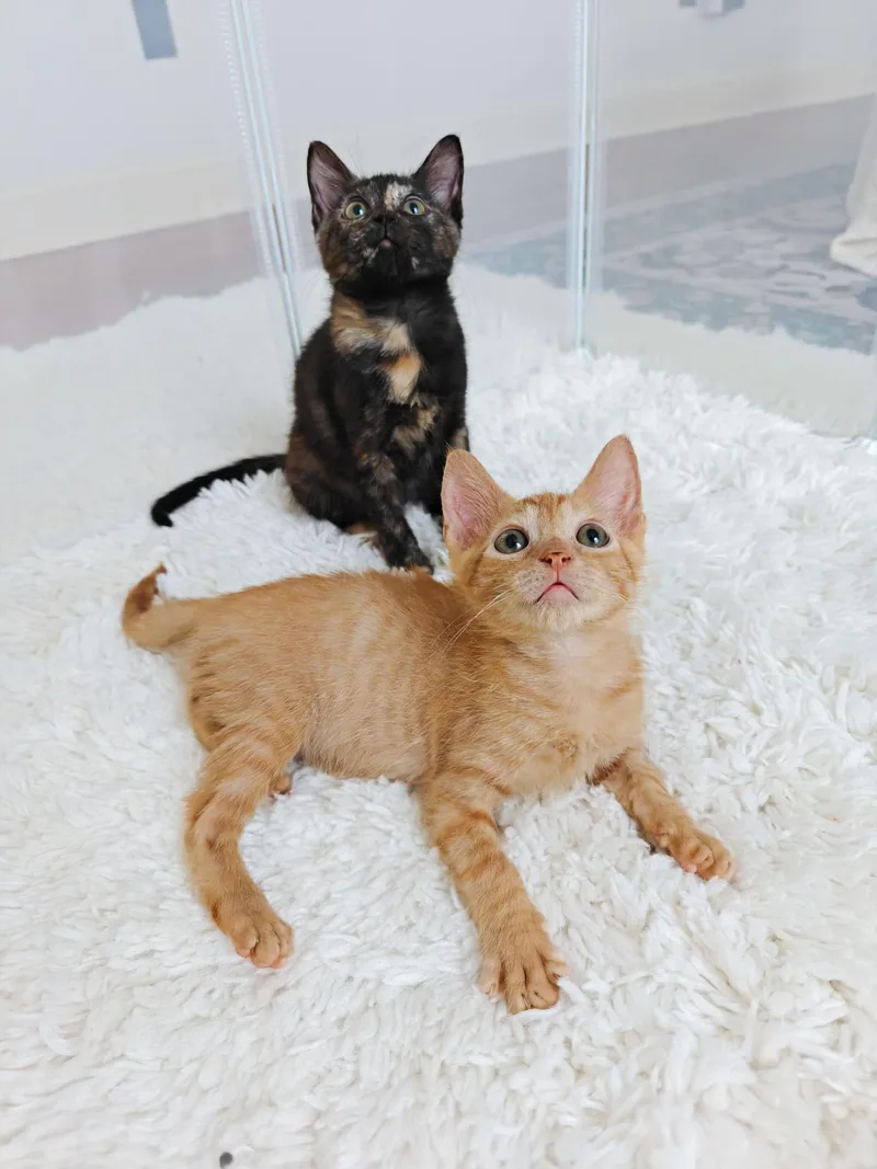 A young medium-sized female Domestic Short Hair cat named Sassafrass for adoption in New Orleans, LA