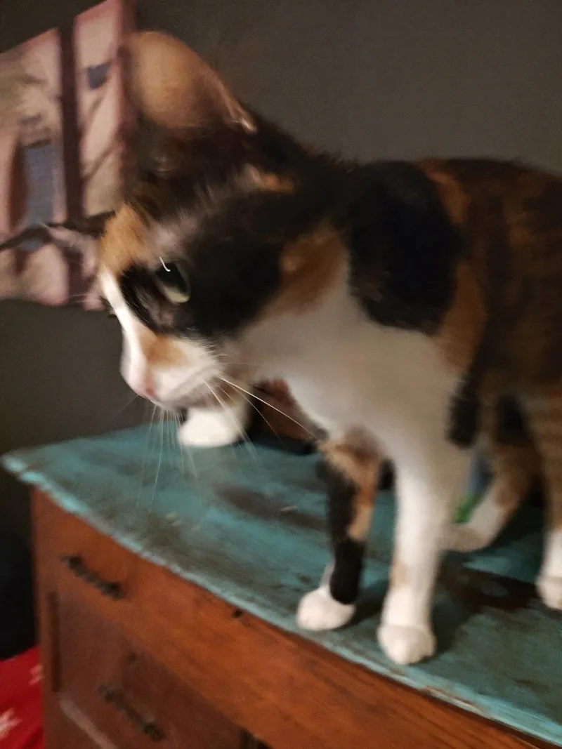 Nyla