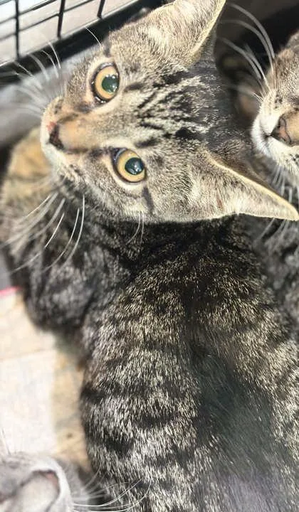 A baby small-sized female Domestic Short Hair cat named Miley Cyrus for adoption in Memphis, TN