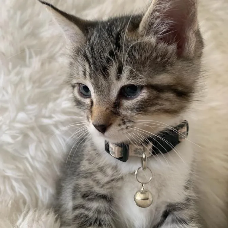 A baby medium-sized male Tabby (Gray / Blue / Silver) Tabby cat named Benedict for adoption in Pasco, WA