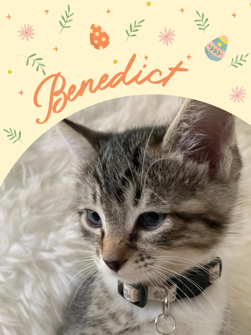 Benedict thumbnail 6