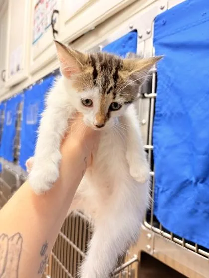 A baby small-sized female Buff / Tan / Fawn Domestic Short Hair cat named Dawn at PetSmart in for adoption in Bishop, GA