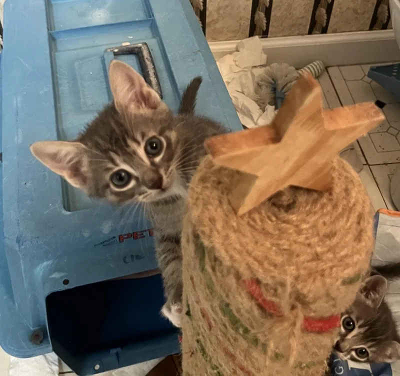 A baby medium-sized female Domestic Short Hair cat named Hazel for adoption in Danielsville, GA