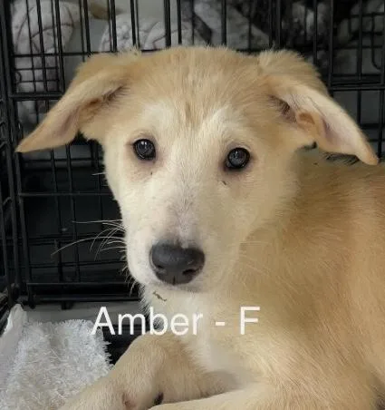 A baby large-sized female Yellow / Tan / Blond / Fawn Labrador Retriever dog named Amber for adoption in Parma, OH