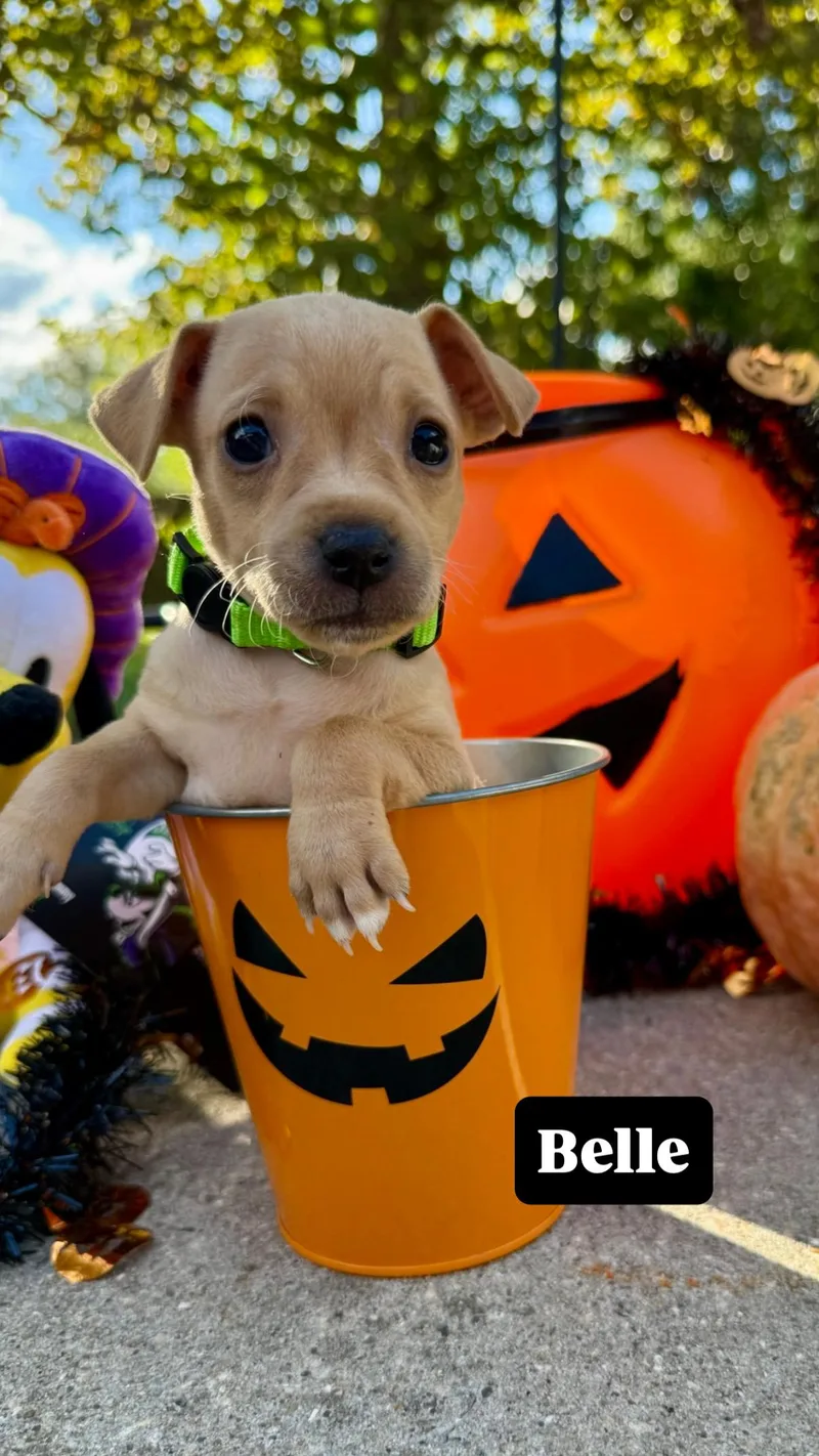 A baby small-sized female Chiweenie dog named Belle for adoption in Walker, LA