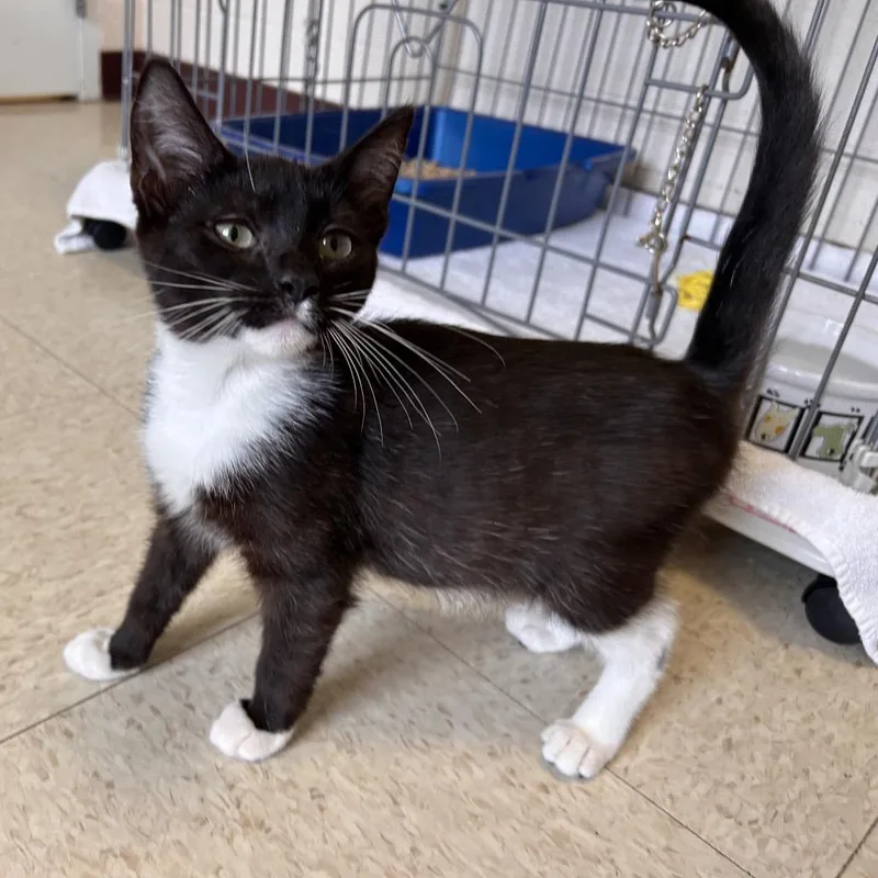 A baby small-sized male Black Domestic Short Hair cat named Cookie Dough for adoption in Waynesboro, PA