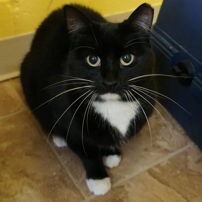 A senior small-sized female Black Domestic Short Hair cat named Sammy for adoption in Colorado Springs, CO