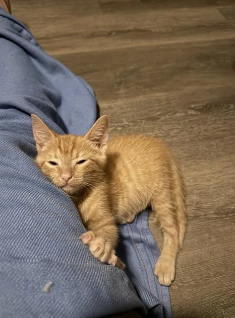 A baby small-sized male Domestic Short Hair cat named Alvin for adoption in Charlotte, NC