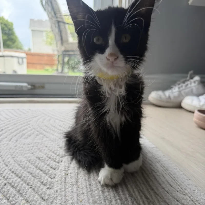 A baby medium-sized male Tuxedo cat named Yin for adoption in atlanta, GA