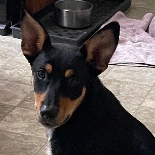 A young medium-sized male Shepherd dog named Jt for adoption in Bloomfield, CT