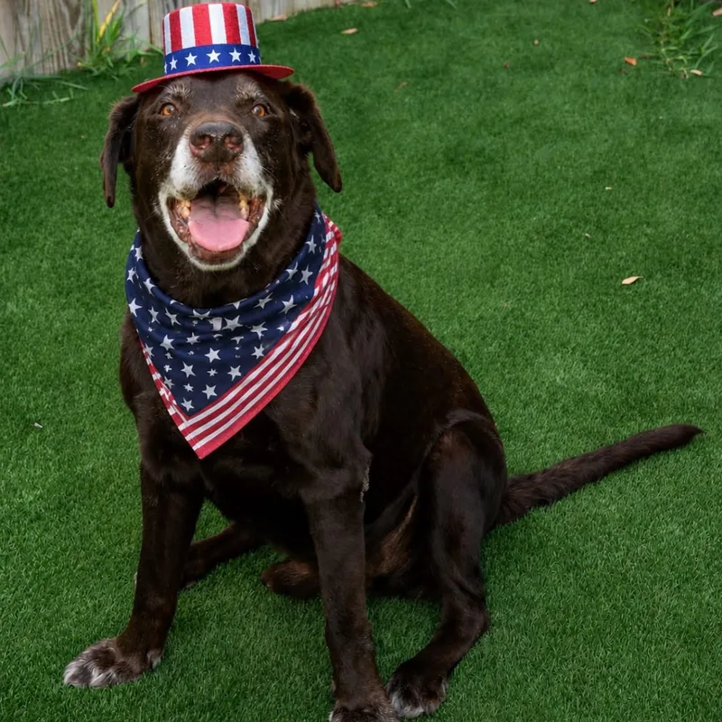A senior large-sized male Brown / Chocolate Chocolate Labrador Retriever dog named Jeff for adoption in Houston, TX