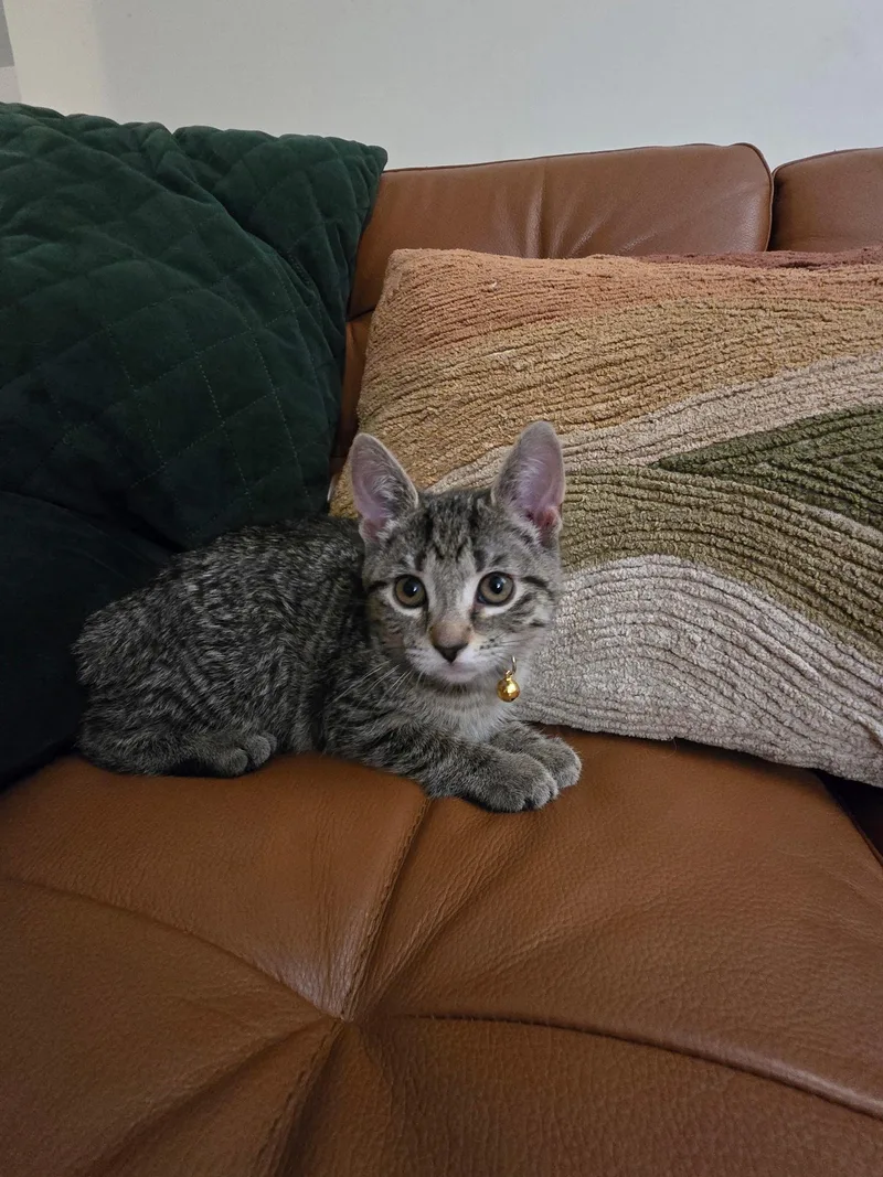 A baby medium-sized female Tabby (Gray / Blue / Silver) Domestic Short Hair cat named Stella for adoption in Midland, MI