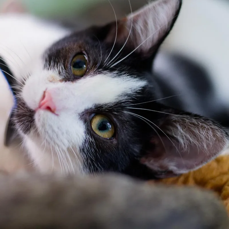 A baby medium-sized male Domestic Short Hair cat named Robin for adoption in Hot Springs, AR