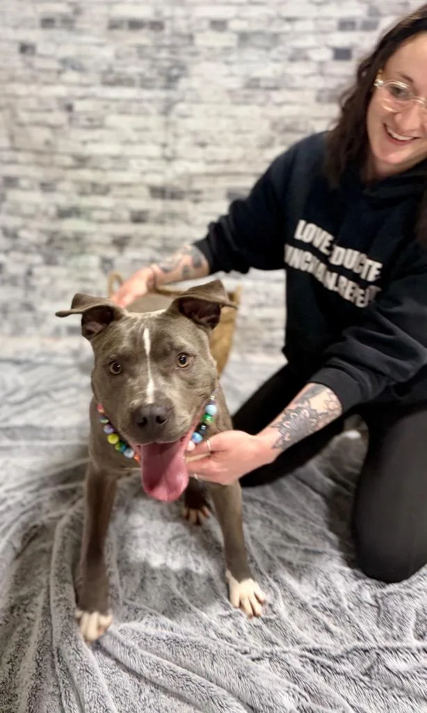 A young medium-sized female Mixed Breed dog named Silver for adoption in Muskegon, MI