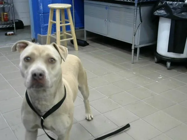 A young medium-sized female Pit Bull Terrier dog named Tawny for adoption in Albuquerque, NM