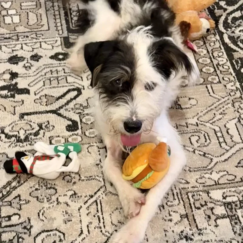 Daisy Mae thumbnail 4