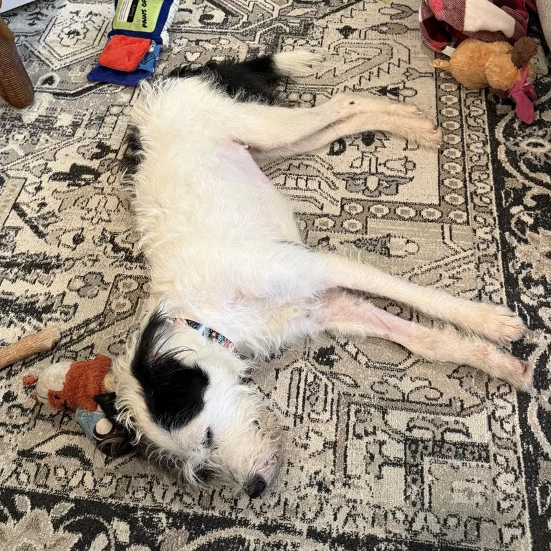 Daisy Mae thumbnail 6