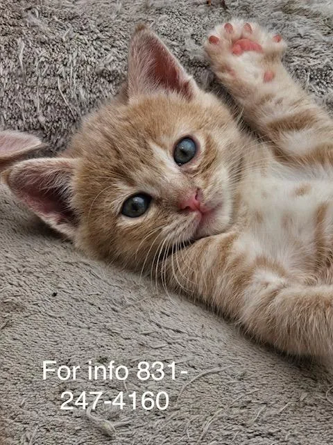 A baby medium-sized female Orange / Red Domestic Short Hair cat named Fiona for adoption in Santa Cruz, CA
