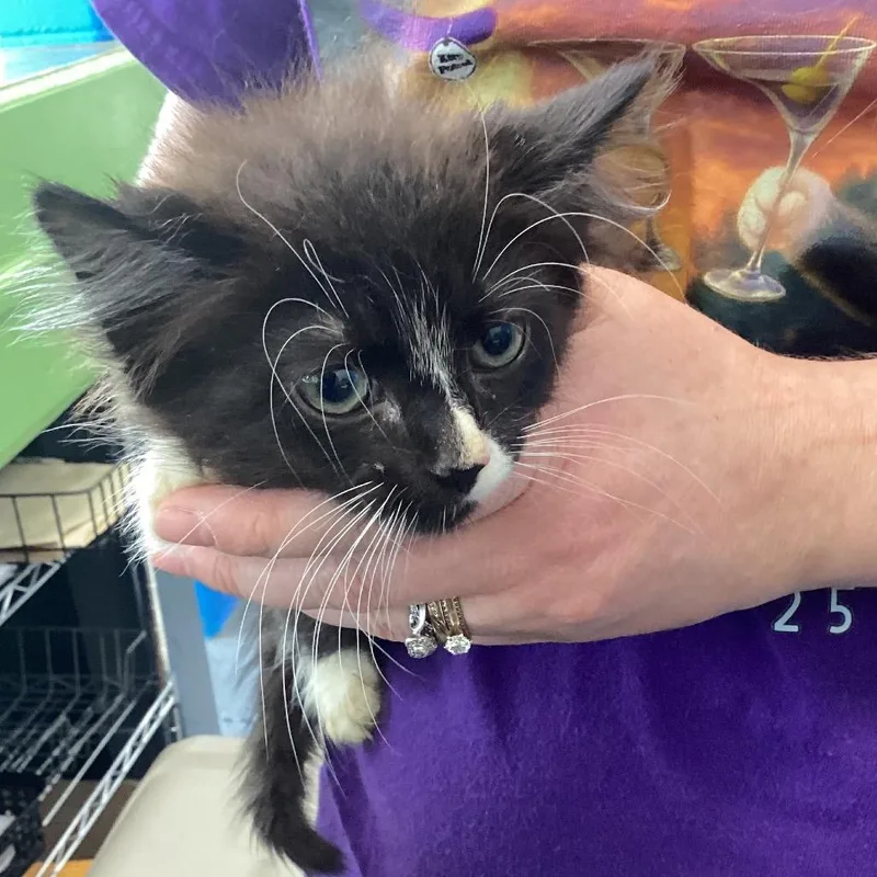 A baby small-sized female Black Domestic Medium Hair cat named Sally for adoption in Montgomery, AL