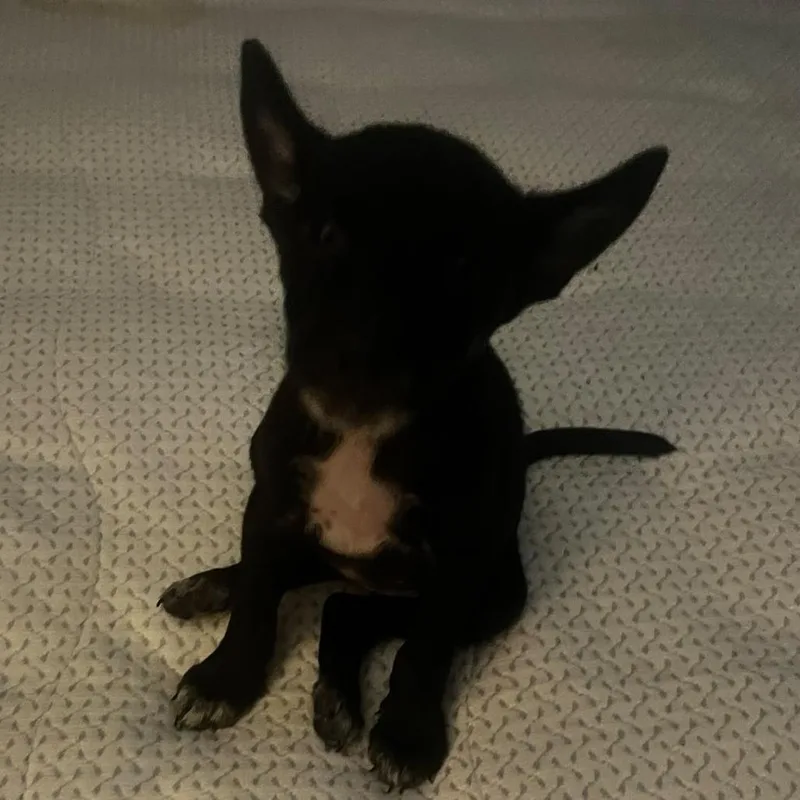 A baby small-sized female Black Mixed Breed dog named Beth for adoption in Vieques, PR