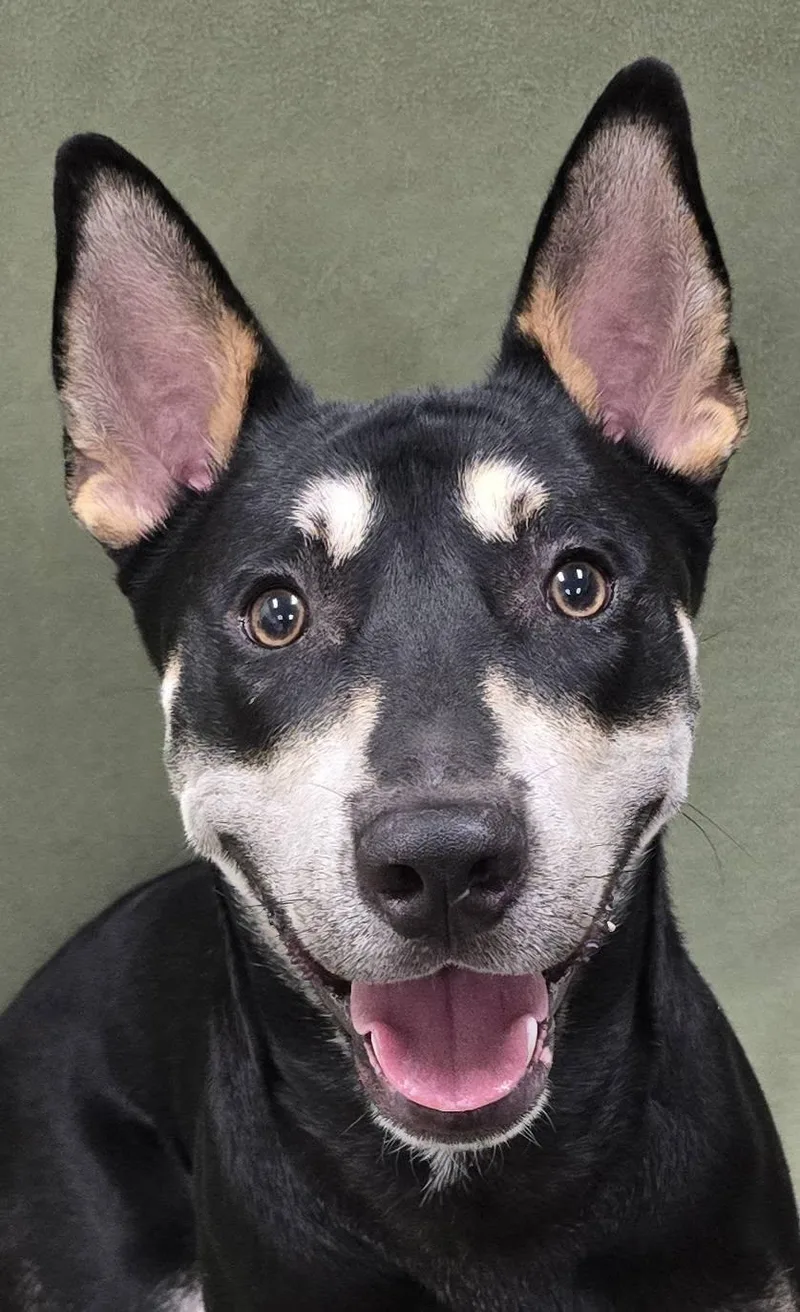 An adult medium-sized male Tricolor (Brown, Black, & White) German Shepherd Dog dog named Sparrow IN BOARD for adoption in Frankfort, IN
