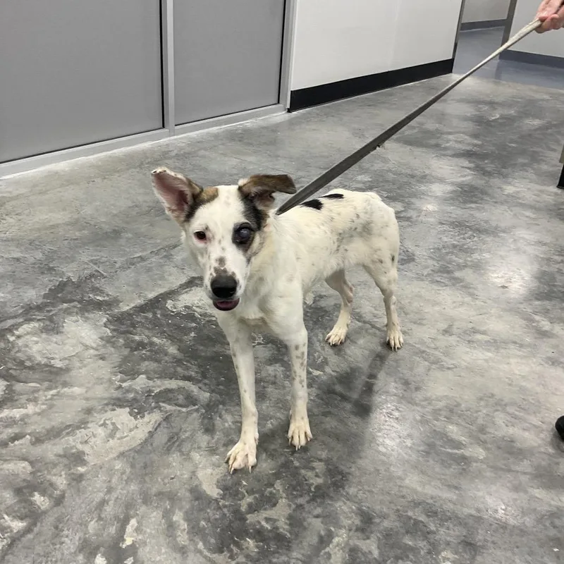 An adult medium-sized female Mixed Breed dog named Frannie for adoption in St Joseph, MO