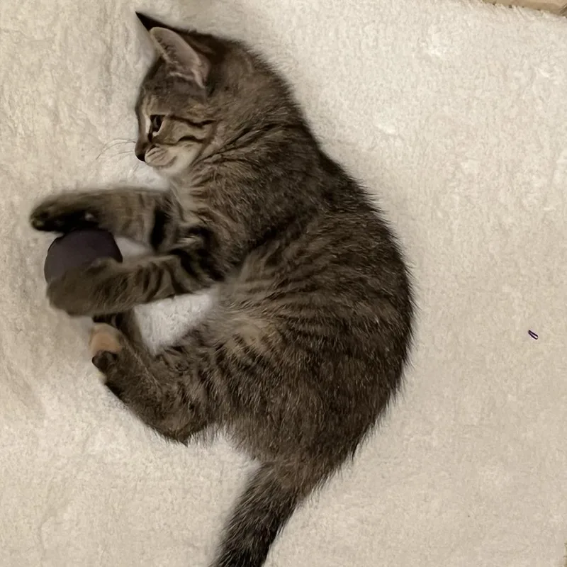 A baby small-sized female Brown / Chocolate Domestic Short Hair cat named Elizabeth Taylor for adoption in Houston, TX