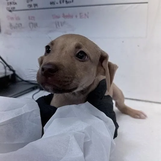 A baby small-sized male Mixed Breed dog named Outplay for adoption in New York, NY