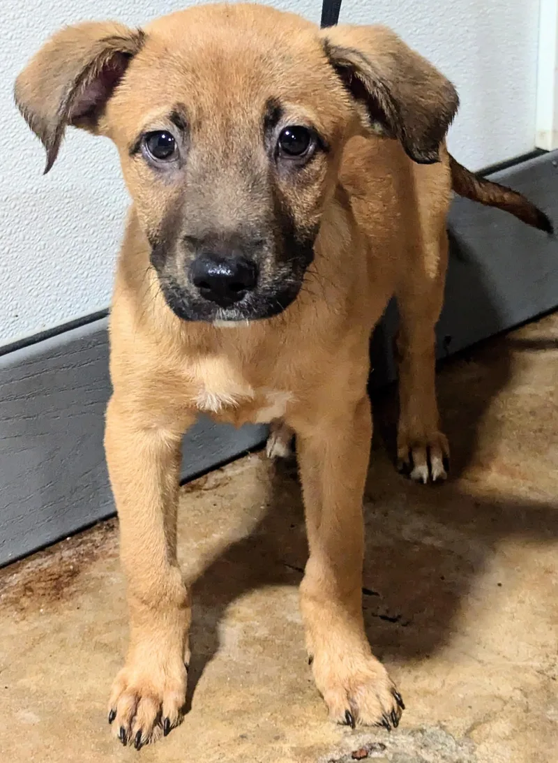 A baby medium-sized male Tricolor (Brown, Black, & White) Black Mouth Cur dog named Baked Bean for adoption in Jackson, GA