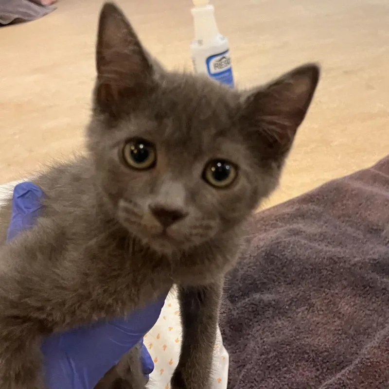 A baby small-sized male Gray / Blue / Silver Domestic Short Hair cat named Spur for adoption in Kanab, UT