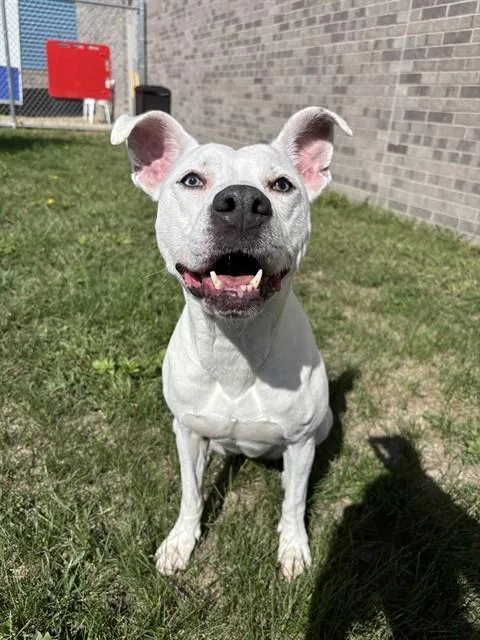 An adult medium-sized female American Staffordshire Terrier dog named Specks for adoption in Kalamazoo, MI