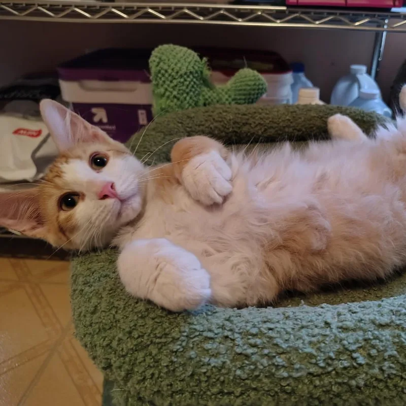 A baby small-sized male Orange / Red Domestic Long Hair cat named Patisserie for adoption in Carencro, LA