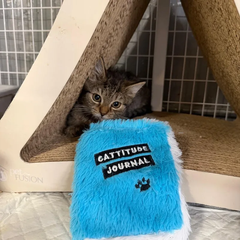 A baby small-sized male Brown / Chocolate Domestic Short Hair cat named Little Foot for adoption in Middle Village, NY